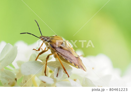 Carpocoris purpureipennis is sitting on hydrangea arborescens Annabelle. Carpocoris purpureipennis is sitting on hydrangea arborescens Annabelle. 80461223