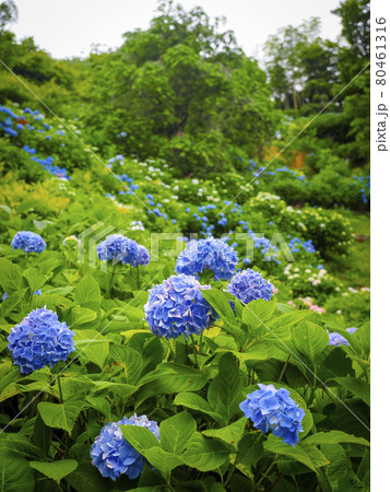 【京都府】善峯寺の紫陽花 80461316