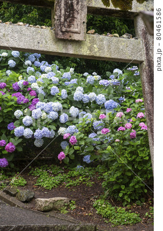 紫陽花と鳥居 紫陽花と鳥居 80461586