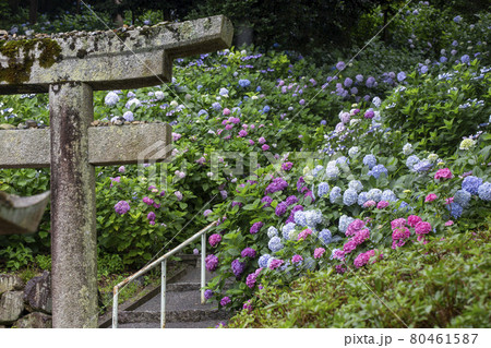 鳥居と紫陽花 80461587