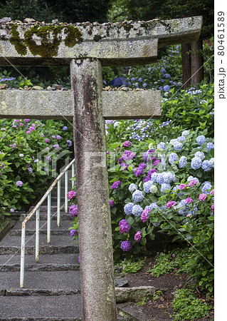 鳥居の紫陽花 80461589