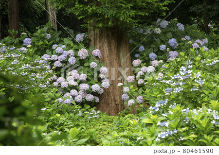 満開の紫陽花 満開の紫陽花 80461590