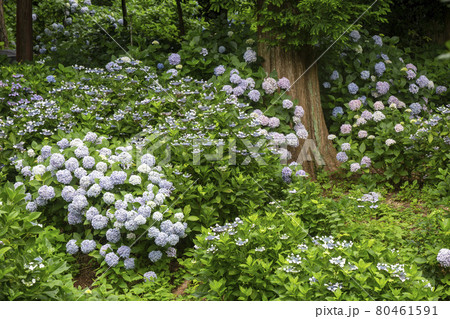 紫陽花満開 80461591