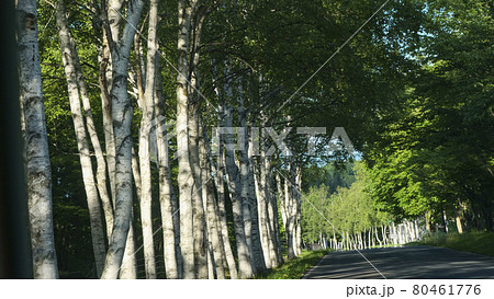 風景、写真　八幡平国立公園の白樺並木　涼やかな八幡平の白樺並木の避暑地　白い幹と緑の木陰が清々しい夏 80461776