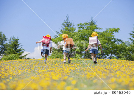 花畑を歩くランドセルを背負った小学生 80462046