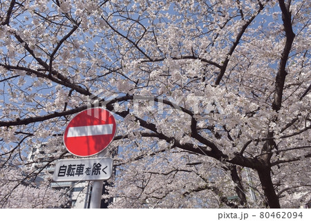 良く晴れた穏やかな春の休日、目黒川の桜が満開となった宝来橋で真っ赤な進入禁止標識を入れて撮る 80462094