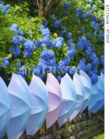 【静岡県】法多山尊永寺 紫陽花とカラフルな傘 80462128
