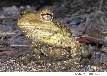 Cuban Tree Frog, Playa Giron, Cuba, America Cuban Tree Frog, Playa Giron, Cuba, America 80462260