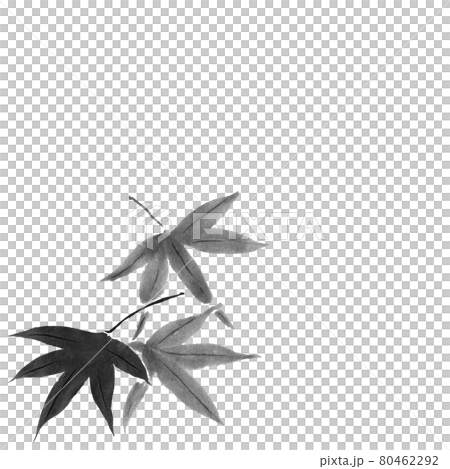 Maple illustration (hand-drawn ink illustration) 80462292