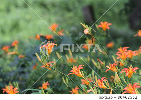 初夏、馬頭観音の前で咲く、オレンジの花ノカンゾウ 初夏、馬頭観音の前で咲く、オレンジの花ノカンゾウ 80462552