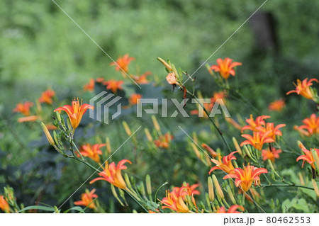 初夏、馬頭観音の前で咲く、オレンジの花ノカンゾウ 80462553