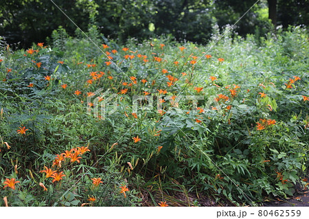 初夏、馬頭観音の前で咲く、オレンジの花ノカンゾウ 80462559