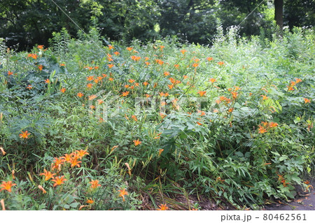 初夏、馬頭観音の前で咲く、オレンジの花ノカンゾウ 80462561