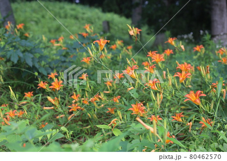 初夏 馬頭観音の前で咲く オレンジの花ノカンゾウの写真素材