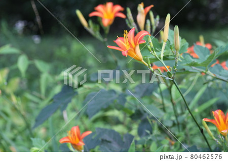 初夏、馬頭観音の前で咲く、オレンジの花ノカンゾウ 80462576