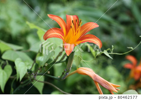 初夏、馬頭観音の前で咲く、オレンジの花ノカンゾウ 初夏、馬頭観音の前で咲く、オレンジの花ノカンゾウ 80462577
