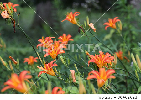 初夏、馬頭観音の前で咲く、オレンジの花ノカンゾウ 初夏、馬頭観音の前で咲く、オレンジの花ノカンゾウ 80462623