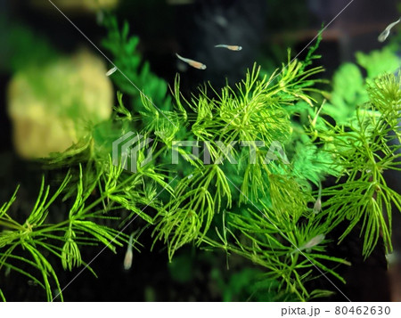 水草とメダカの稚魚 水草とメダカの稚魚 80462630