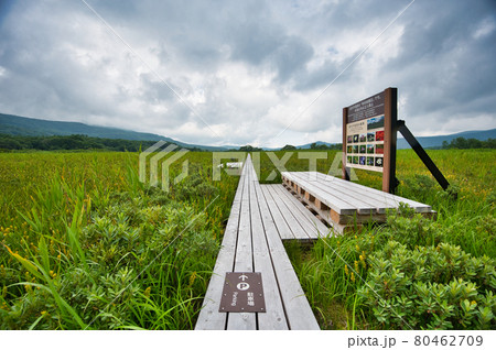 青森県八甲田山の田代平湿原の風景 80462709