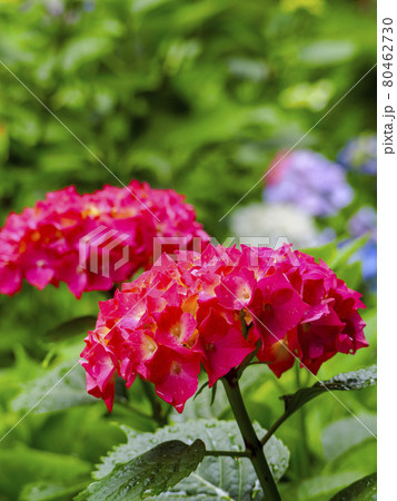 【京都府】岩船寺の紫陽花 80462730