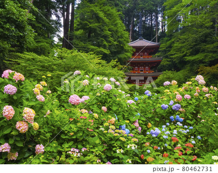 【京都府】岩船寺の紫陽花と三重塔 80462731