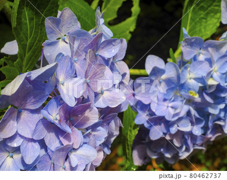 【京都府】岩船寺の紫陽花 80462737