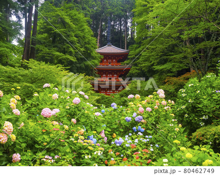 【京都府】岩船寺の紫陽花と三重塔 80462749