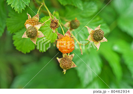 オレンジ色のカジイチゴの実 80462934