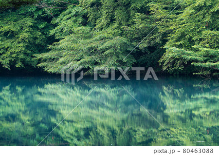 五色沼　湖沼群　毘沙門沼　福島県北塩原村 80463088