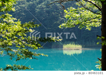 五色沼　湖沼群　弁天沼　福島県北塩原村 80463101