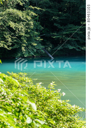 五色沼　湖沼群　青沼　福島県北塩原村 80463103