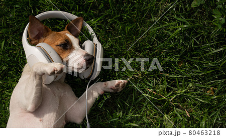 Dog jack russell terrier lies on a green lawn and listens to music on headphones. 80463218