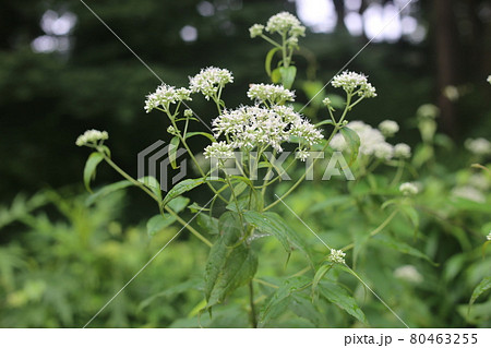 林道脇に咲く、白い花、ヒヨドリバナ 80463255