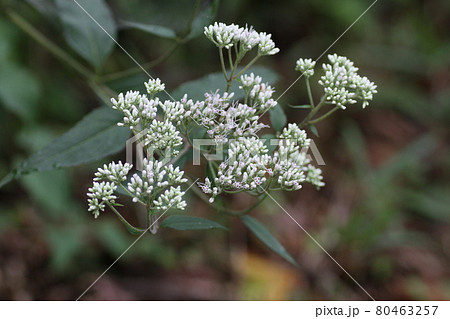 林道脇に咲く、白い花、ヒヨドリバナ 80463257