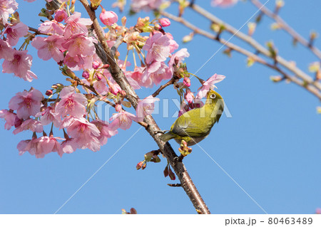 河津桜とメジロ　千葉県習志野市　日本 80463489