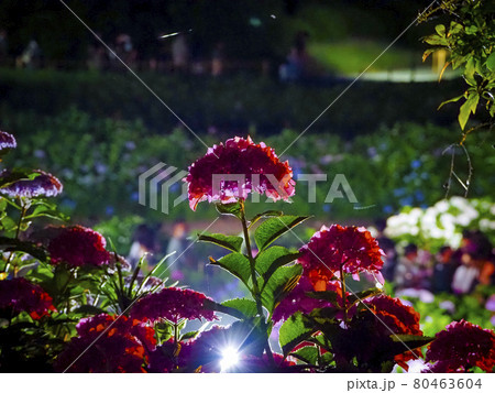【京都府】三室戸寺の紫陽花ライトアップ 80463604
