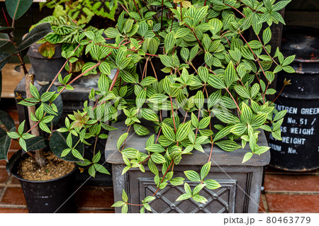 観葉植物のペペロミアの縞模様の葉が美しいの写真素材