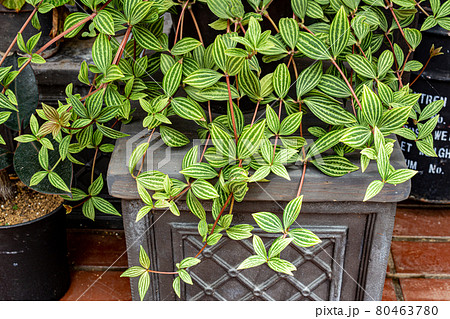 観葉植物のペペロミアの縞模様の葉が美しいの写真素材