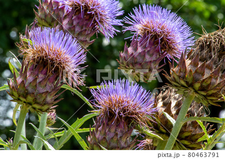 夏のガーデンに咲くアーティチョークの花のクローズアップの写真素材
