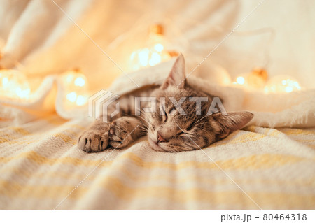 A cute striped gray kitten sleeps on the couch covered with a white knitted blanket with Christmas glowing garland decorations 80464318