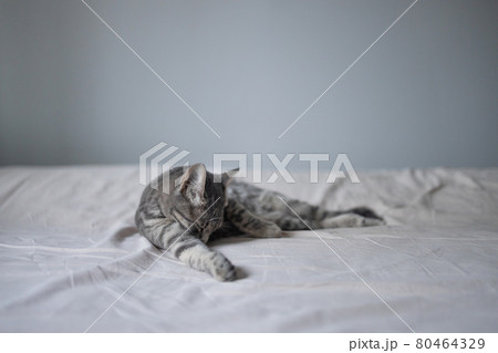 Beautiful fluffy cat in the bedroom and washes his tongue with his tongue, cleans his paws on the bed at home Beautiful fluffy cat in the bedroom and washes his tongue with his tongue, cleans his paws on the bed at home 80464329