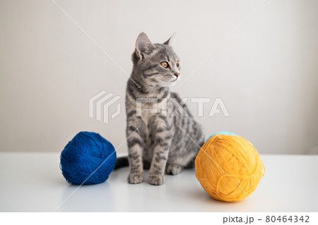 Cute grey domestic cat near tangled ball of thread isolated on grey wall Cute grey domestic cat near tangled ball of thread isolated on grey wall 80464342