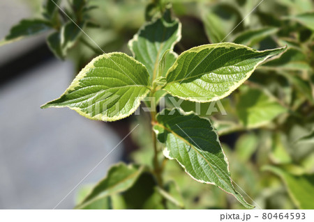 Variegated Weigela 80464593