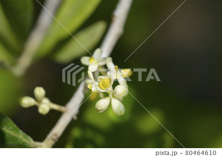 Common olive Common olive 80464610