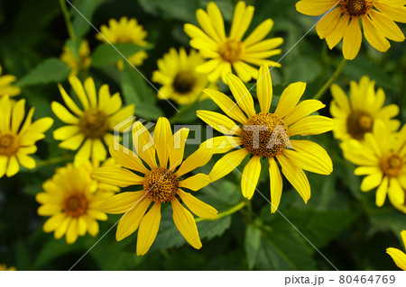 夏らしく鮮やかなキクイモモドキの花の写真素材