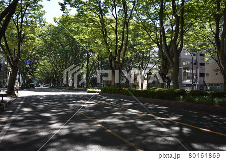 宮城 仙台市 定禅寺通り メディアテーク 周辺の風景 宮城 仙台市 定禅寺通り メディアテーク 周辺の風景 80464869