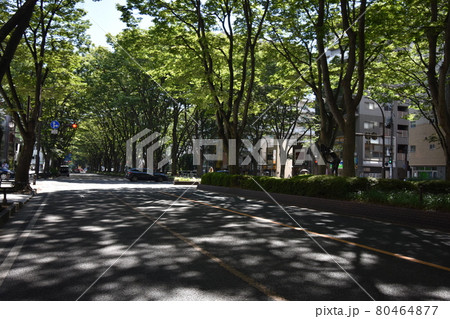 宮城　仙台市　定禅寺通り　メディアテーク　周辺の風景 80464877