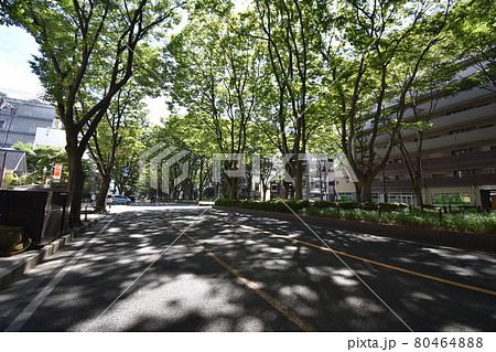 宮城 仙台市 定禅寺通り メディアテーク 周辺の風景 宮城 仙台市 定禅寺通り メディアテーク 周辺の風景 80464888