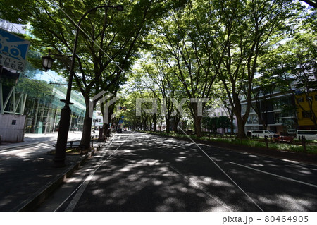 宮城 仙台市 定禅寺通り メディアテーク 周辺の風景 宮城 仙台市 定禅寺通り メディアテーク 周辺の風景 80464905
