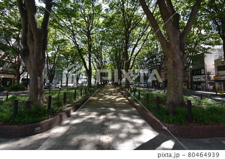 宮城 仙台市 定禅寺通り メディアテーク 周辺の風景 宮城 仙台市 定禅寺通り メディアテーク 周辺の風景 80464939